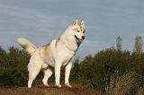 SIBERIAN HUSKY 776